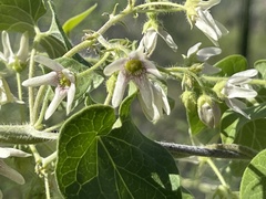 Polystemma cordifolium