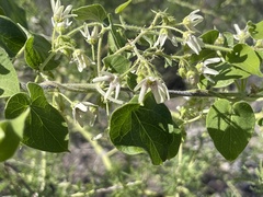 Polystemma cordifolium