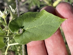 Polystemma cordifolium