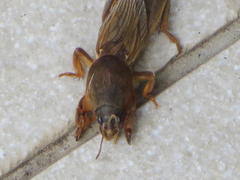 Gryllotalpa africana