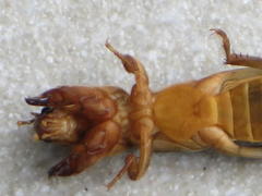 Gryllotalpa africana