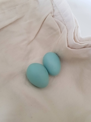 Acridotheres tristis