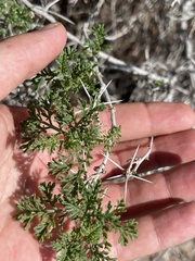 Ambrosia bryantii