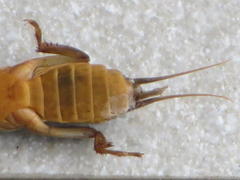 Gryllotalpa africana