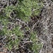 Ambrosia bryantii - Photo (c) Glenn Ehrenberg,  זכויות יוצרים חלקיות (CC BY-NC), הועלה על ידי Glenn Ehrenberg