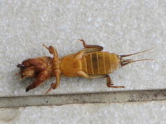 Gryllotalpa africana