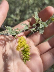 Prosopis palmeri