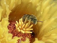 Ferocactus emoryi rectispinus