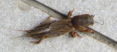 Gryllotalpa africana