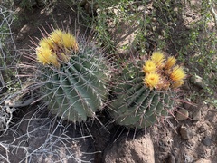 Ferocactus emoryi rectispinus