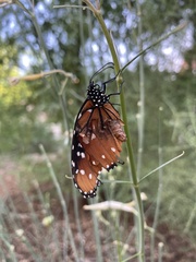 Danaus gilippus