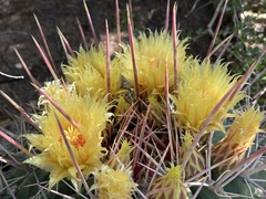 Ferocactus emoryi rectispinus