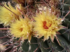 Ferocactus emoryi rectispinus
