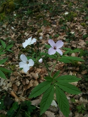 Cardamine heptaphylla