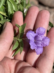 Ruellia californica californica