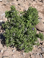 Ruellia californica californica