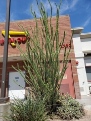 Fouquieria splendens