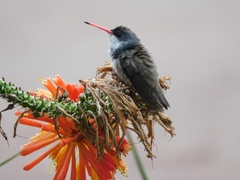 Leucolia violiceps