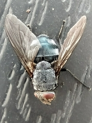 Calliphora vicina