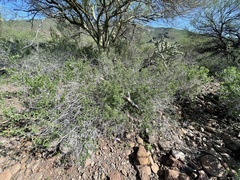 Ruellia californica californica