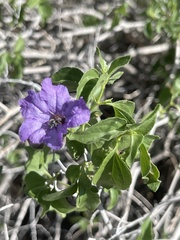Ruellia californica californica