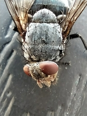 Calliphora vicina