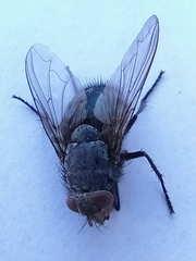 Calliphora vicina