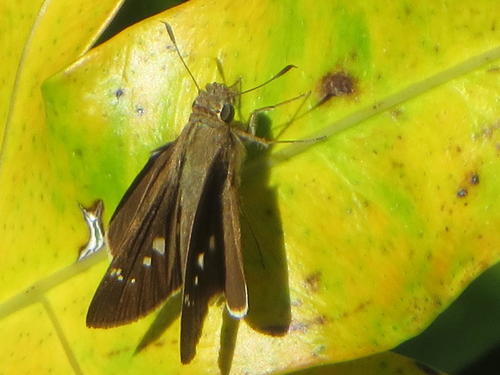 Long-horned Swift