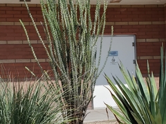 Fouquieria splendens