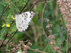 Belenois gidica abyssinica