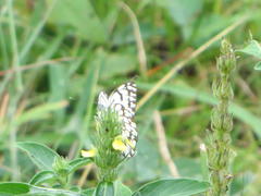 Belenois gidica abyssinica