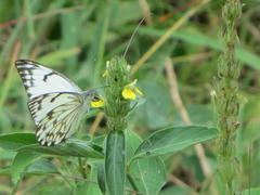 Belenois gidica abyssinica