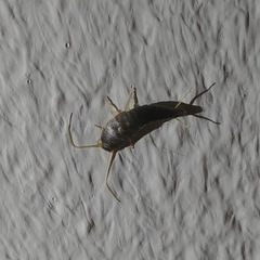 Lepisma