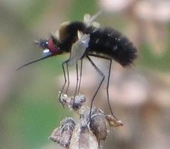 Bombylisoma