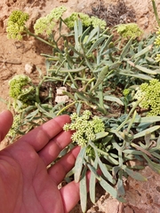 Crithmum maritimum image