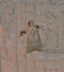 Parachma ochracealis