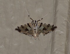 Conchylodes salamisalis