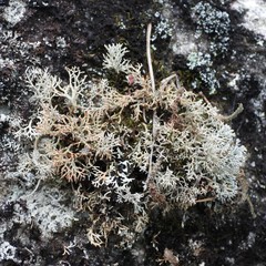 Sphaerophorus fragilis