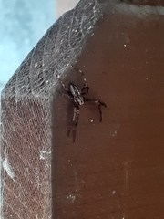 Araneus diadematus