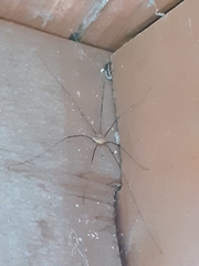 Opilio canestrinii