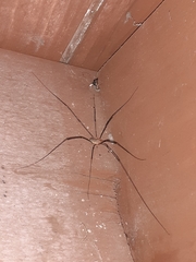 Opilio canestrinii
