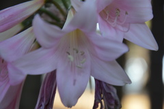 Amaryllis