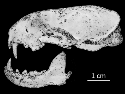 Amazon Weasel