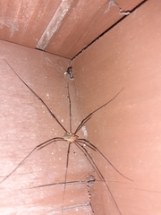 Opilio canestrinii