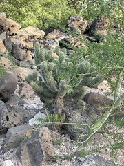 Cylindropuntia bigelovii ciribe