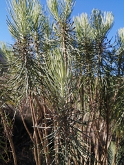 Euryops tenuissimus