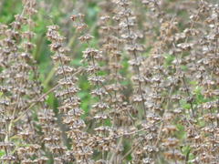 Ocimum americanum americanum