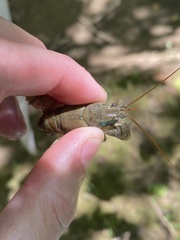 Cambarus carinirostris