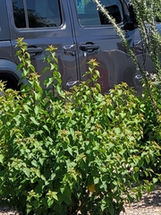 Bougainvillea spectabilis