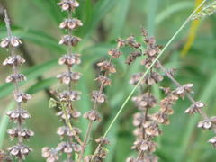 Ocimum americanum americanum